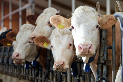 Factory-Style Feedlots Create Pollution in Rural Communities Image